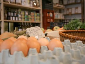 Eggs bio
