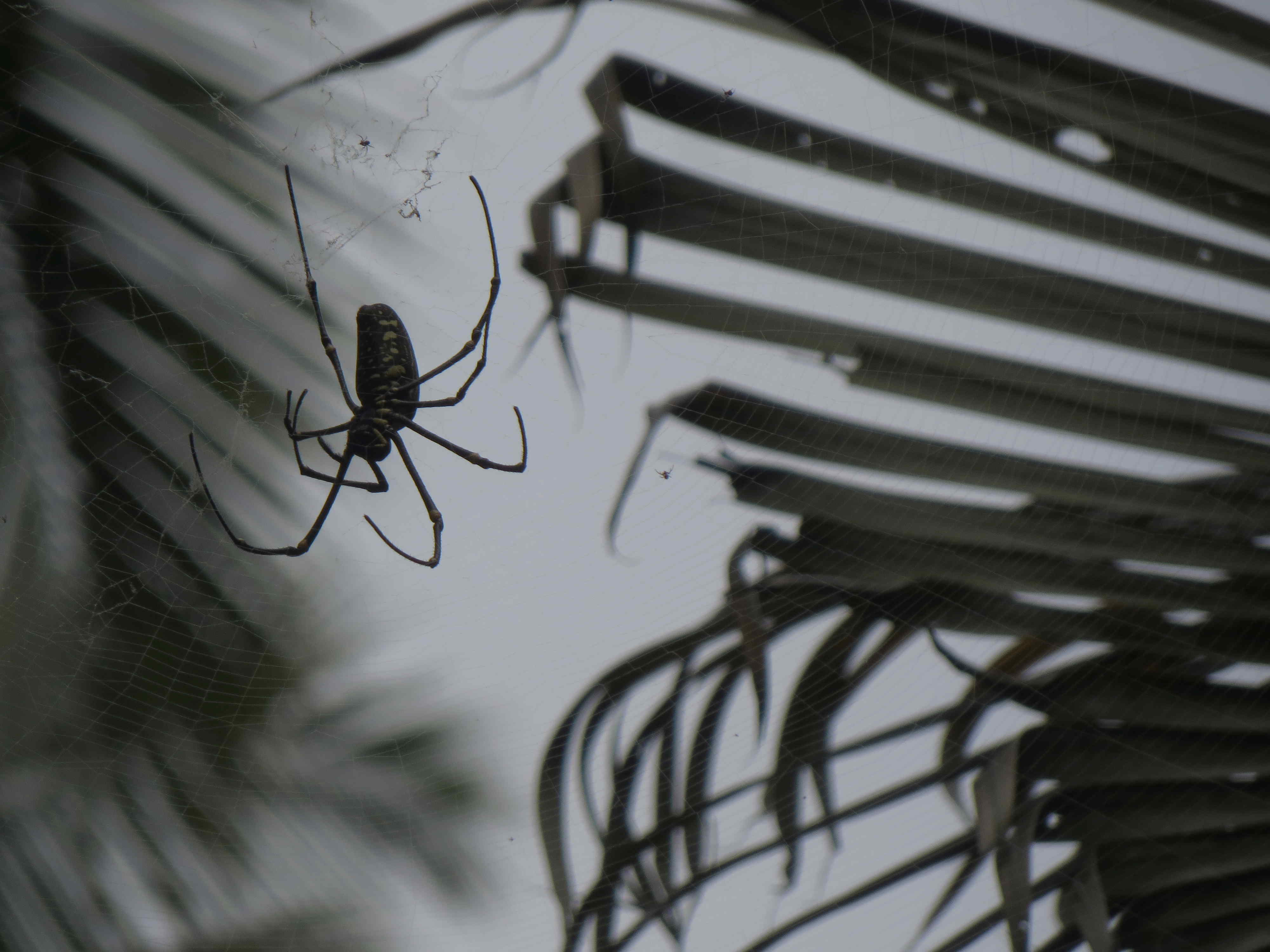 Spider in the jungle