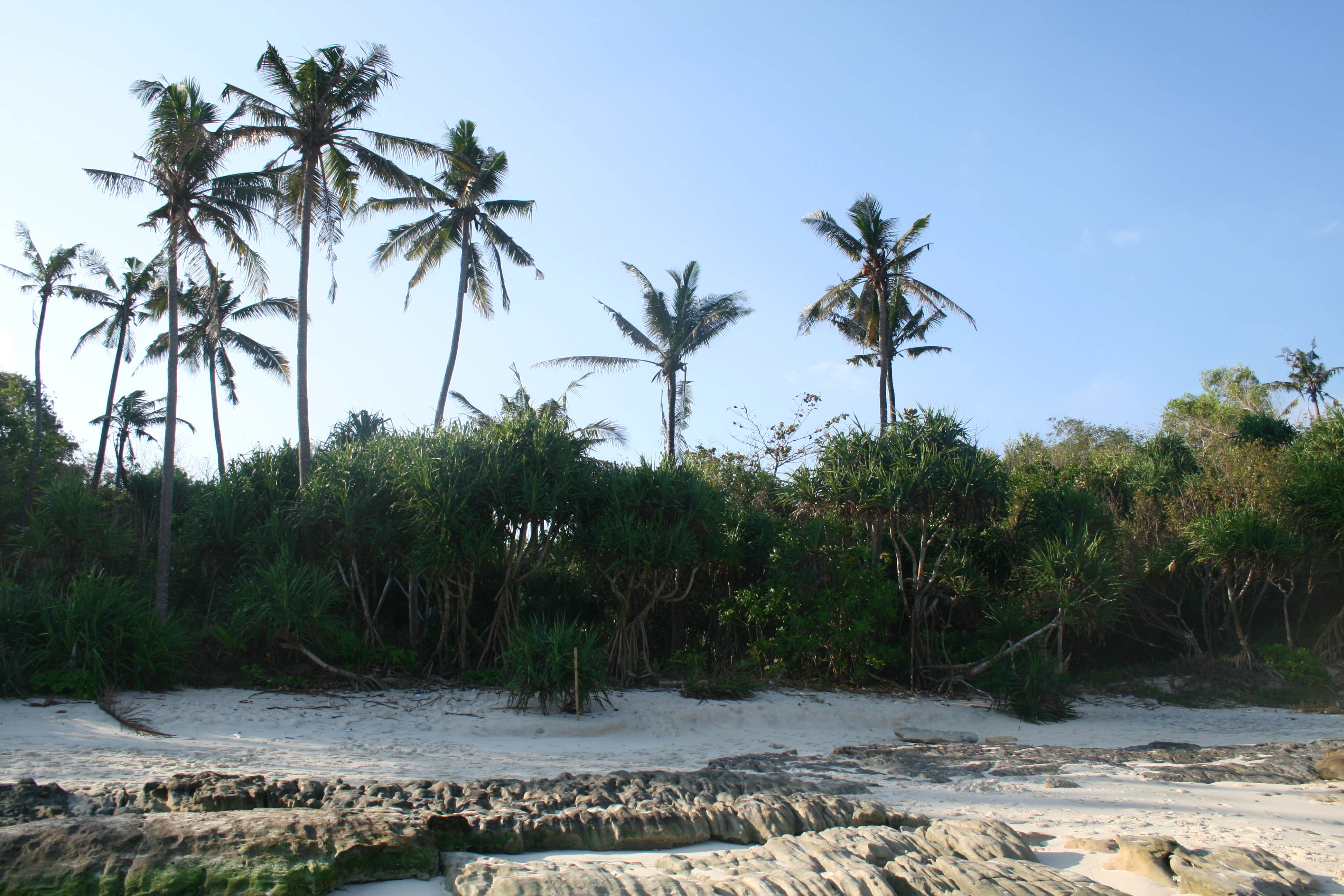Les palmiers sur la plage
